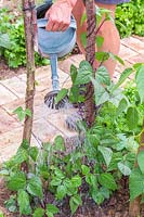 Woman watering Climbing Bean 'Cosse Violet' winding around hazel stick.