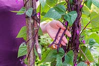 Woman picking Climbing Bean 'Cosse Violette'