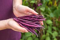 Woman holding harvested Climbing Bean 'Cosse Violette'.