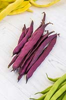 Harvested Climbing Bean 'Cosse Violette'.