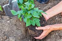 Woman planting Dahlia 'Seniors' Hope'