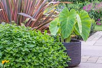 Colocasia coco growing in a container