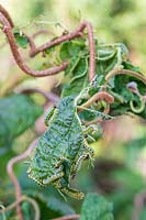 Sawfly caterpillars eating Twisted Hazel foliage.