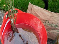 Planting bare rooted rose into pot - step by step.  Rosa Dusky Maiden - Tea and old hybrid tea rose - Soak roots in water for at least an hour before planting, after receipt.
