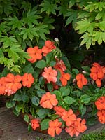 New Beacon Impatiens 2019 - Ball Colegrave busy lizzie.  Shade loving annual, new introduction, disease resistant.  Orange annual container plant.