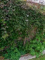 Clematis montana - Pruning, cutting back, maintenance.  Major prune of clematis soon after flowering in spring.   Overgrown climber being cut right back to wall, trellis support.