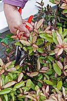 Pruning a Pseudowintera colorata - Pepper Tree