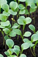 Hesperis matronalis - Dame's Rocke - seedlings