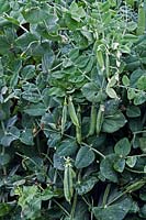 Pisum sativum 'Early Onward' - Pea - plant with hanging pods