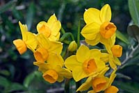 Narcissus 'Soleil D'or' - Tazetta Daffodil