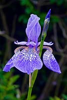 Iris sibirica 'Siver Edge' - Siberian Iris