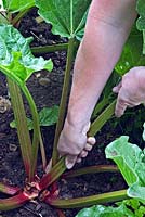 Pulling a Rheum rhabarbarum - Rhubarb - stem