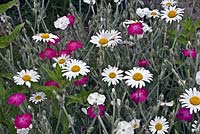 Bed showing a plant combination of Silene dioica - Red Campion - with Leucanthemum vulgare - Ox-eye Daisy