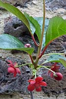 Schisandra rubrifolia - Chinese Magnolia Vine