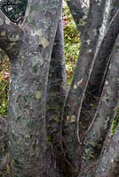 Pinus bungeana  - Lacebark Pine - view of tree trunks showing pattern of bark