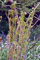 Osmunda regalis - Royal Fern - fronds unfurling in a garden setting