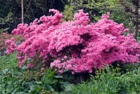 Rhododendron 'Hinomayo' - Japanese Azalea - in a garden setting