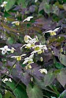 Epimedium x versicolor 'Neosulphureum'
