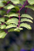 New leaflets of Metasequoia glyptostroboides - Dawn Redwood
