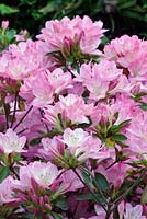 Rhododendron 'Kimigayo' - Japanese Azalea