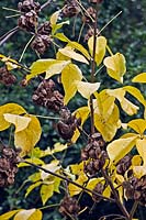 Ptelea trifoliata - Eastern Hoptree