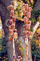 Cardiocrinum giganteum - Giant Lily - seedpods left on plant stems