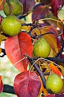 Pyrus ussuriensis - Snow Pear or Chinese Asian Pear - fruits hanging off tree with leaves