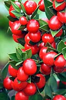 Ruscus aculeatus - Butcher's Broom - with red berries