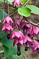 Rhodochiton atrosanguineus - Purple Bell Vine