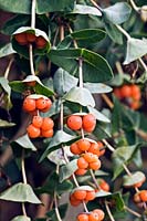 Lonicera implexa - Minorca Honeysuckle - berries on leafy stems