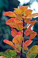 Cotinus coggygria - Smoke Tree