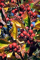 Crataegus persimilis 'Prunifolia' - Broad-leaved Cockspur Thorn - red berries