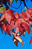 Liquidambar styraciflua - American Sweet Gum - leaves against blue sky