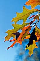Quercus palustris - Pin Oak o Swamp Spanish Oak - leaves against a blue sky