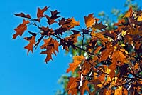 Quercus falcata  - American Red Oak or Spanish Oak or Swamp Red Oak - branch with leaves against a blue sky