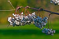 Sorbus koehneana - Koehne Mountain Ash - berries hanging from a branch