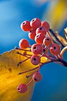 Sorbus alnifolia - Korean Mountain Ash - berries against blue sky