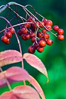 Sorbus commixta - Japanese Rowan - berries