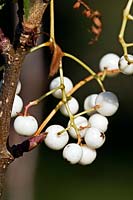 Sorbus prattii - Pratt's Ornamental Rowan - berries