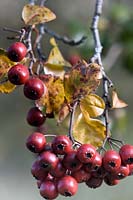 Crataegus laevigata 'Gireoudii' berries