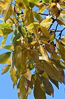 Carya ovata var. pubescens - Shagbark Hickory - leaves against blue sky