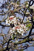 Pyrus calleryana 'Chanticleer' - Callery Pear 'Chanticleer' - blossom
