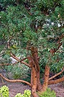 Pinus sylvestris 'Chantry Blue' - Pine