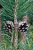 Pinus sylvestris 'Fastigiata Group' - Scots Pine - needles and cones