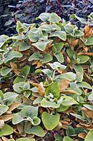 Phlomis chrysophylla - Golden-leaved Jerusalem Sage