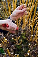 Using secateurs to pollard Salix alba var.vitellina 'Britzensis' - Golden Willow