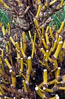 Salix alba var. vitellina 'Britzensis' - Golden Willow - after coppicing