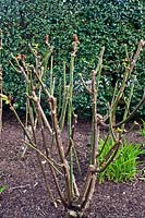 Rosa - Hybrid Tea Rose - showing pruning cuts straight after pruning