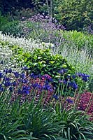 View up towards blue-themed border with Agapanthus 'Midnight star', Verbena bonariensis and Lychnis

