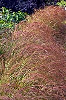 A drift of Anemanthele lessoniana - Pheasant's Tail Grass
